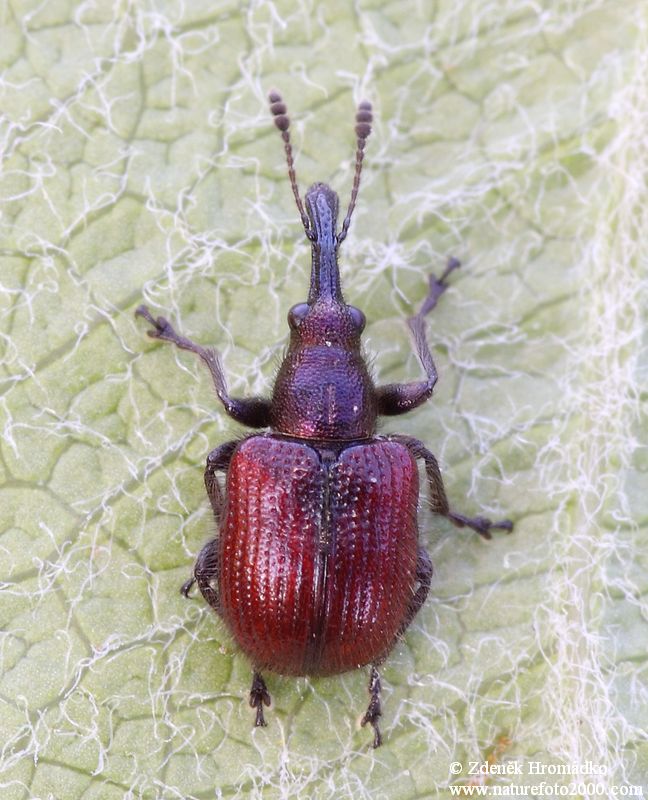 zobonoska ovocná, Rhynchites bacchus (Brouci, Coleoptera)